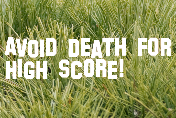 Avoid Death for High Score!