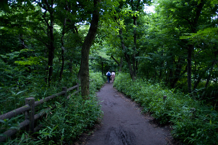 玉川上水遊歩道