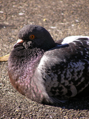 hato01.jpg